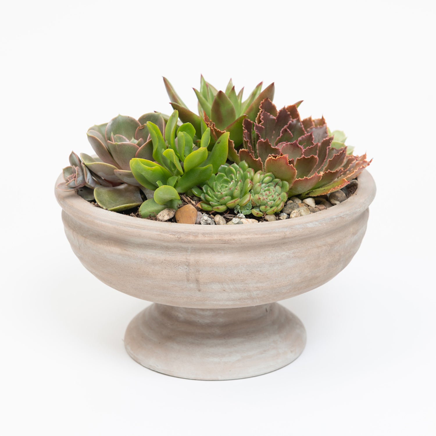 viola succulent Abundant Succulent Arrangement