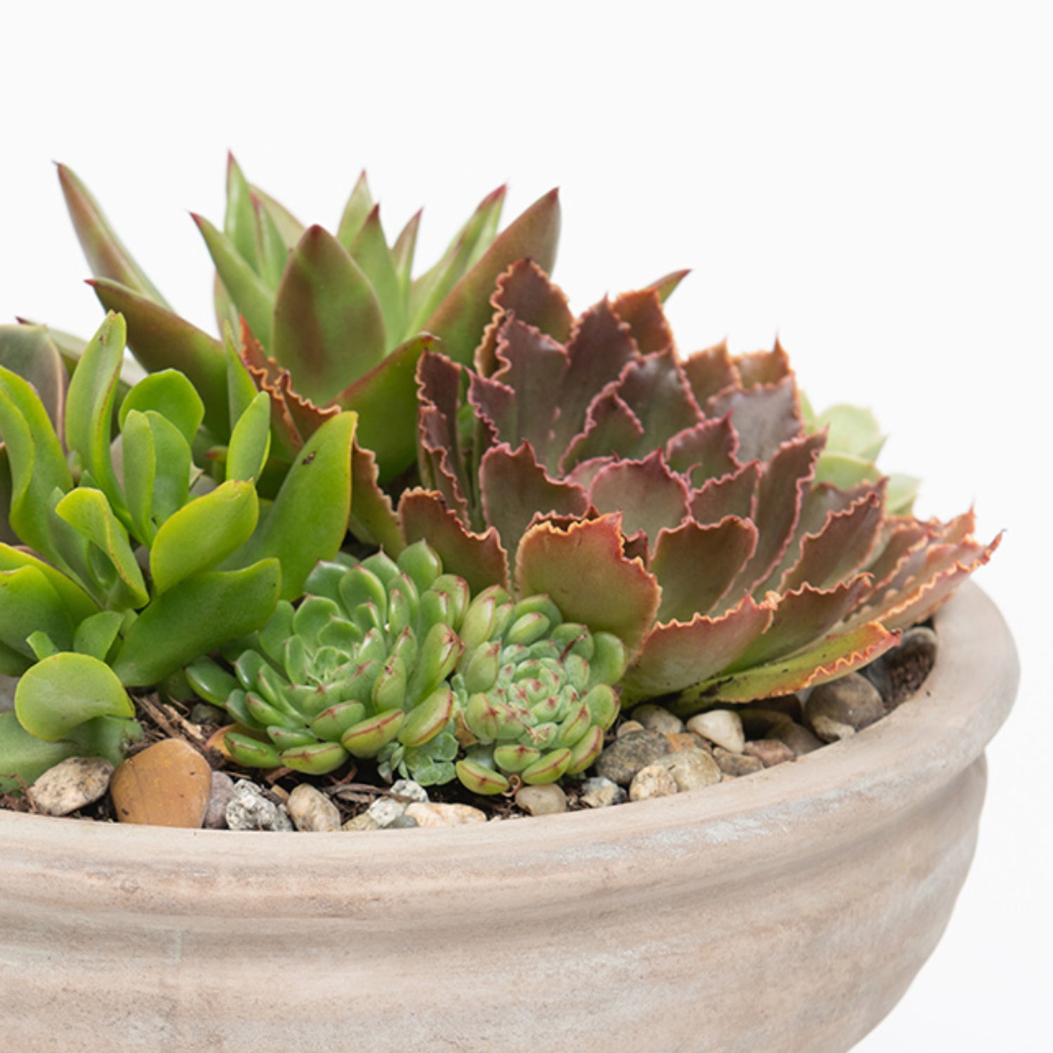 Abundant Succulent Arrangement Closeup