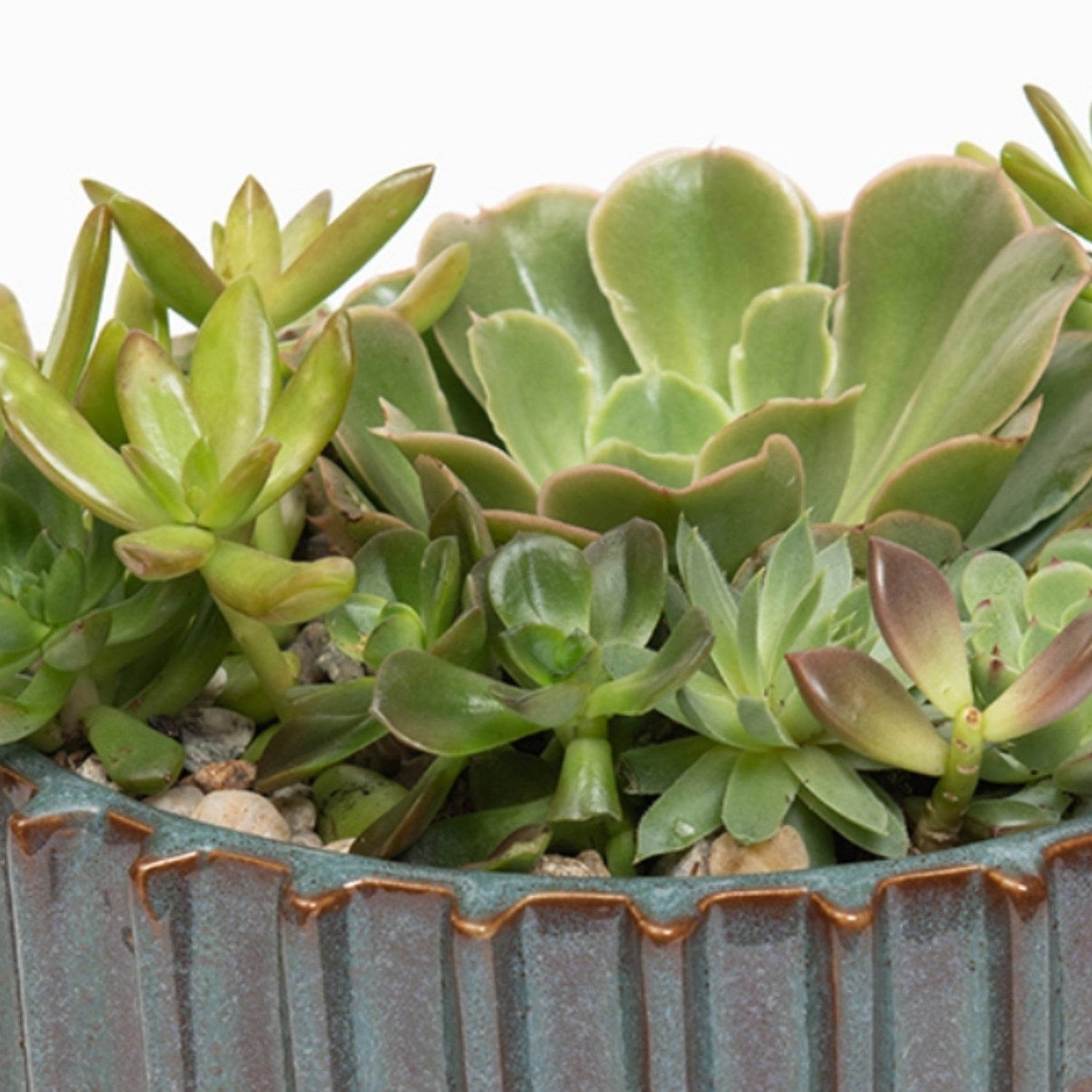 Evergreen Succulent Garden Closeup