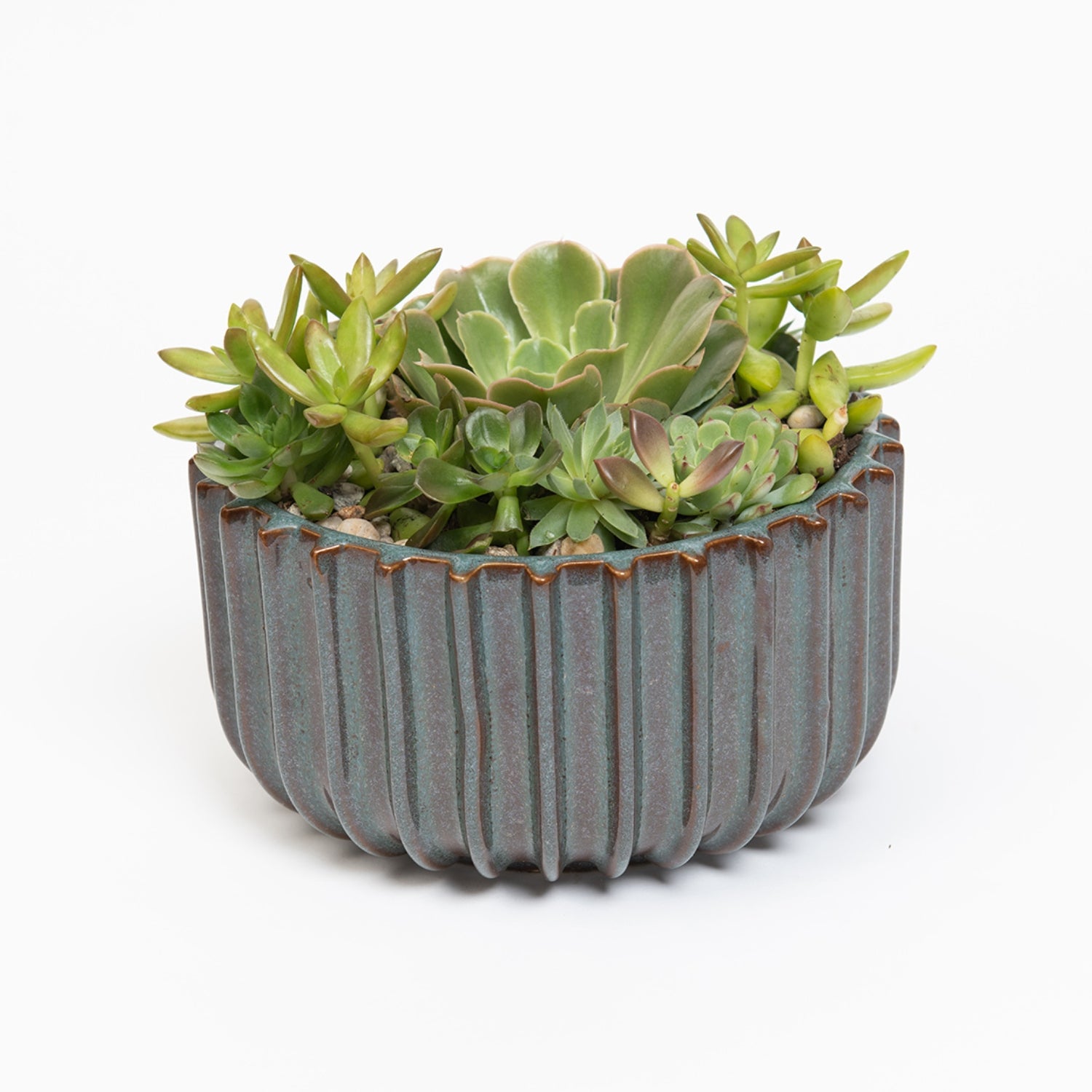Evergreen Succulent Garden
