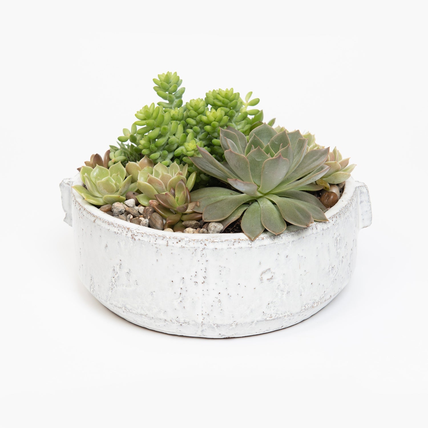viola succulent Fond Succulent Arrangement