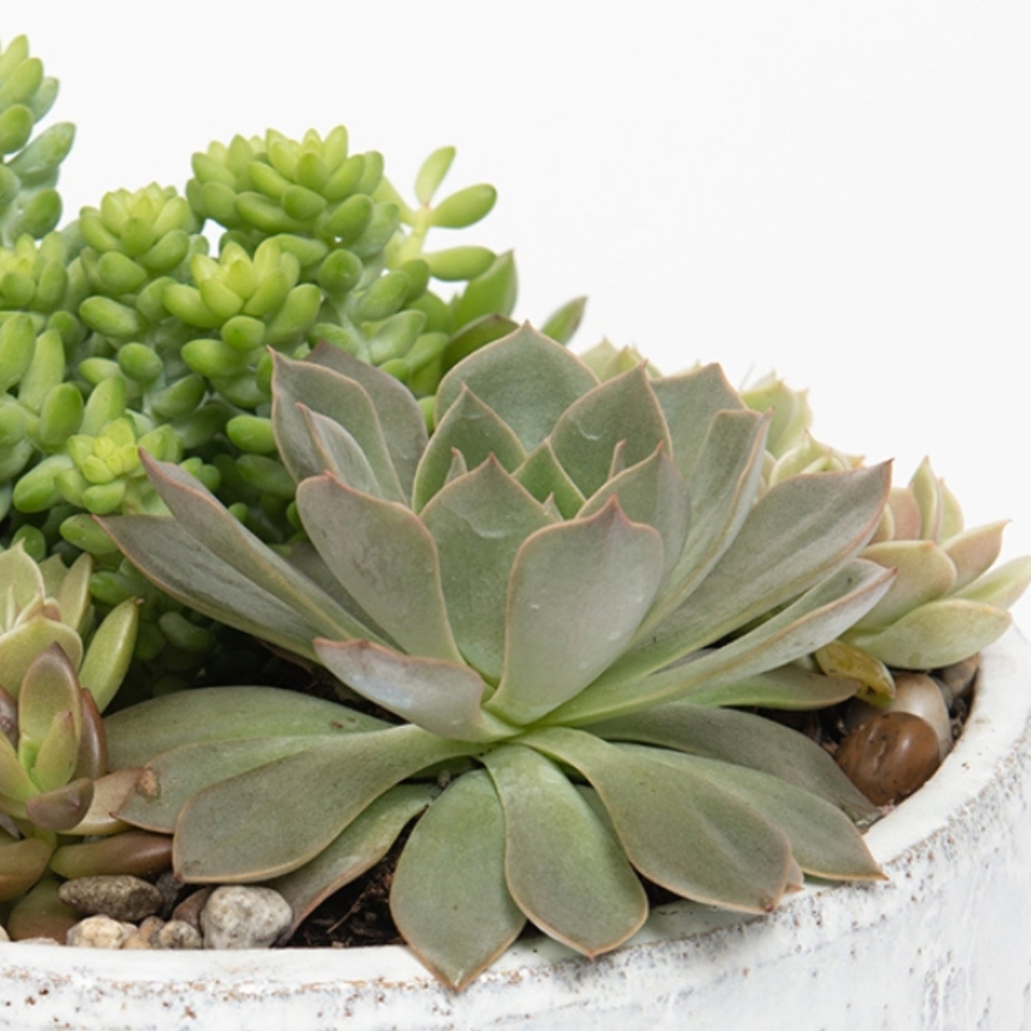 Fond Succulent Arrangement Closeup