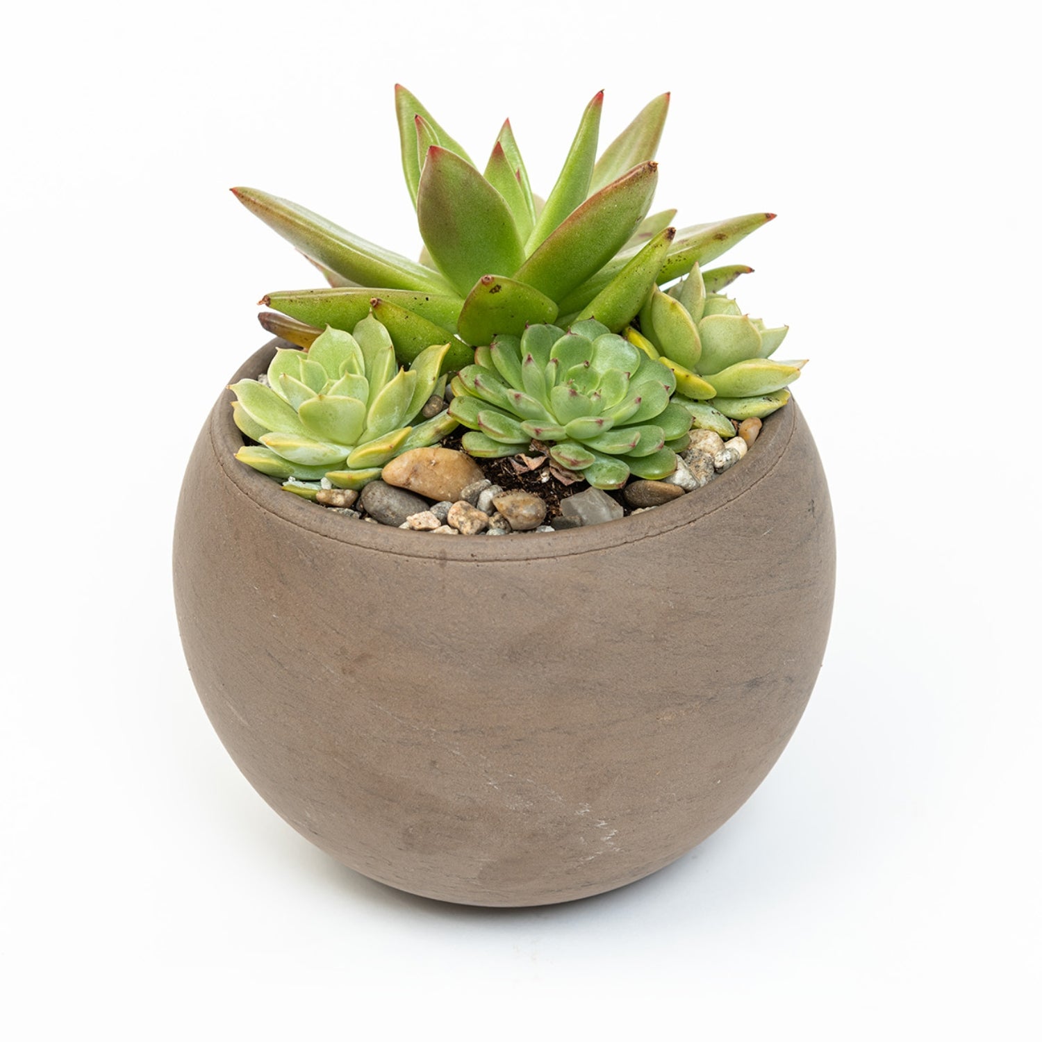 small succulent plant arrangements Harmony Succulent Arrangement