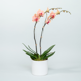 Peach Orchid Arrangement