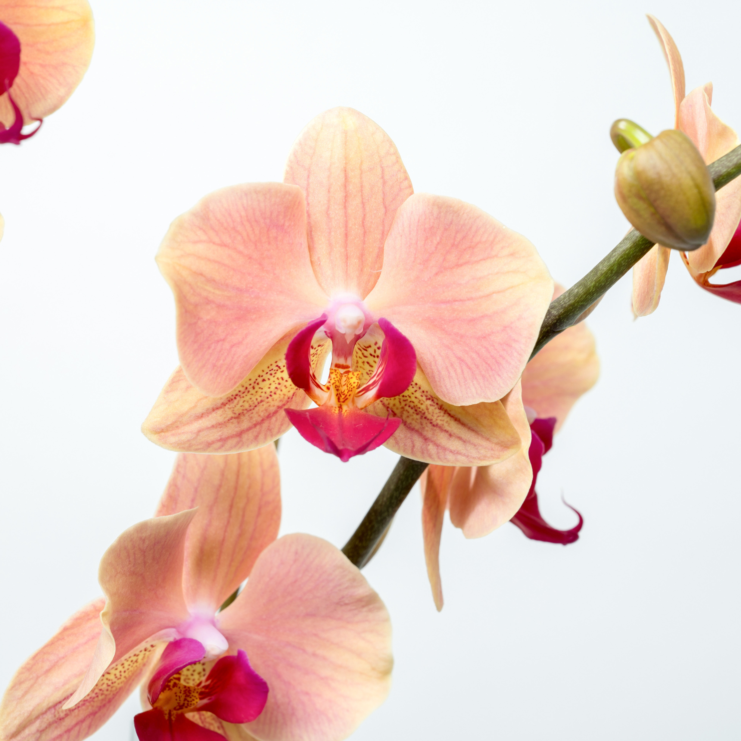 Peach Orchid Arrangement Closeup