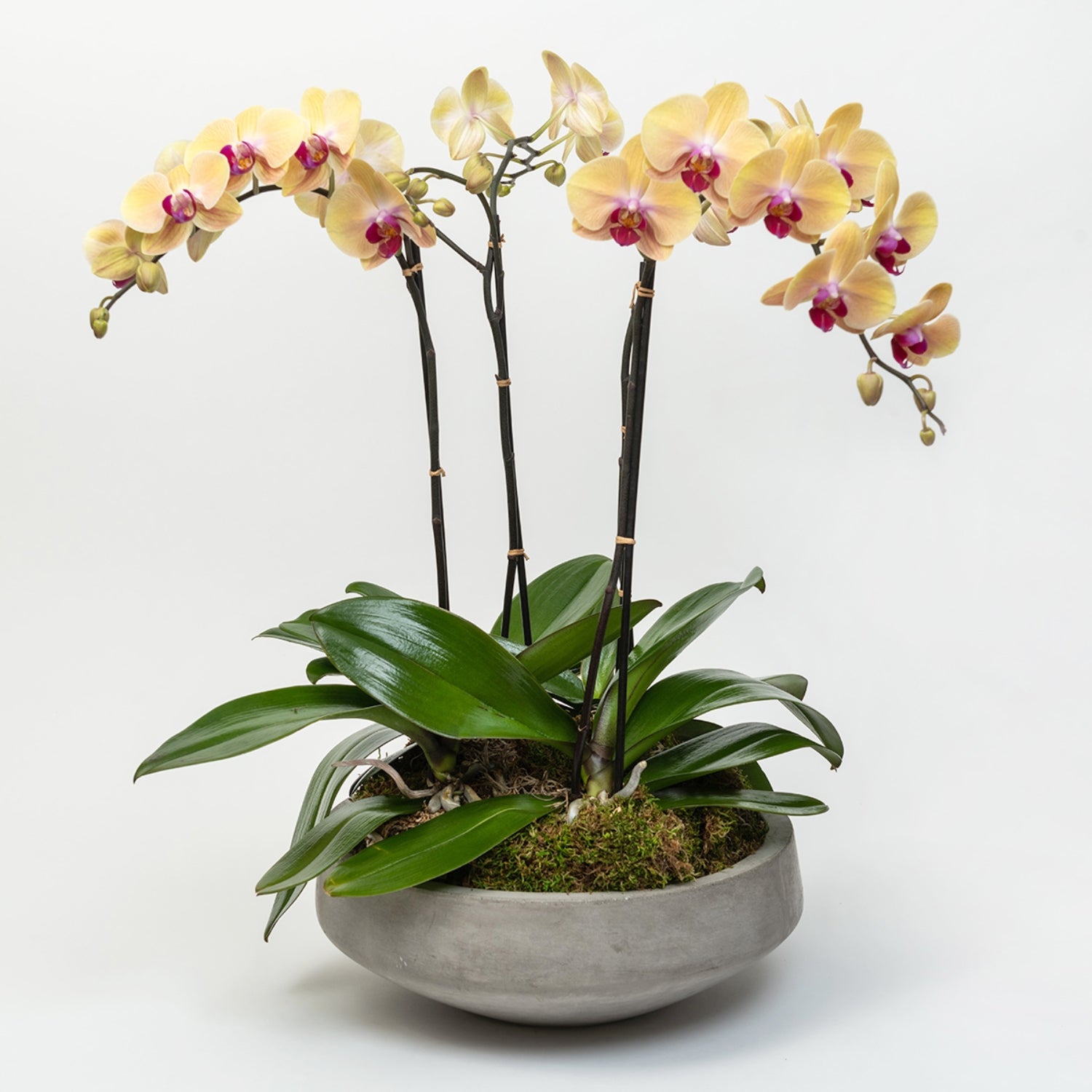 Orchidea Phalenopsis H 40/50 a due steli con vaso - 3 colori