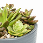 Radiant Succulent Arrangement Closeup