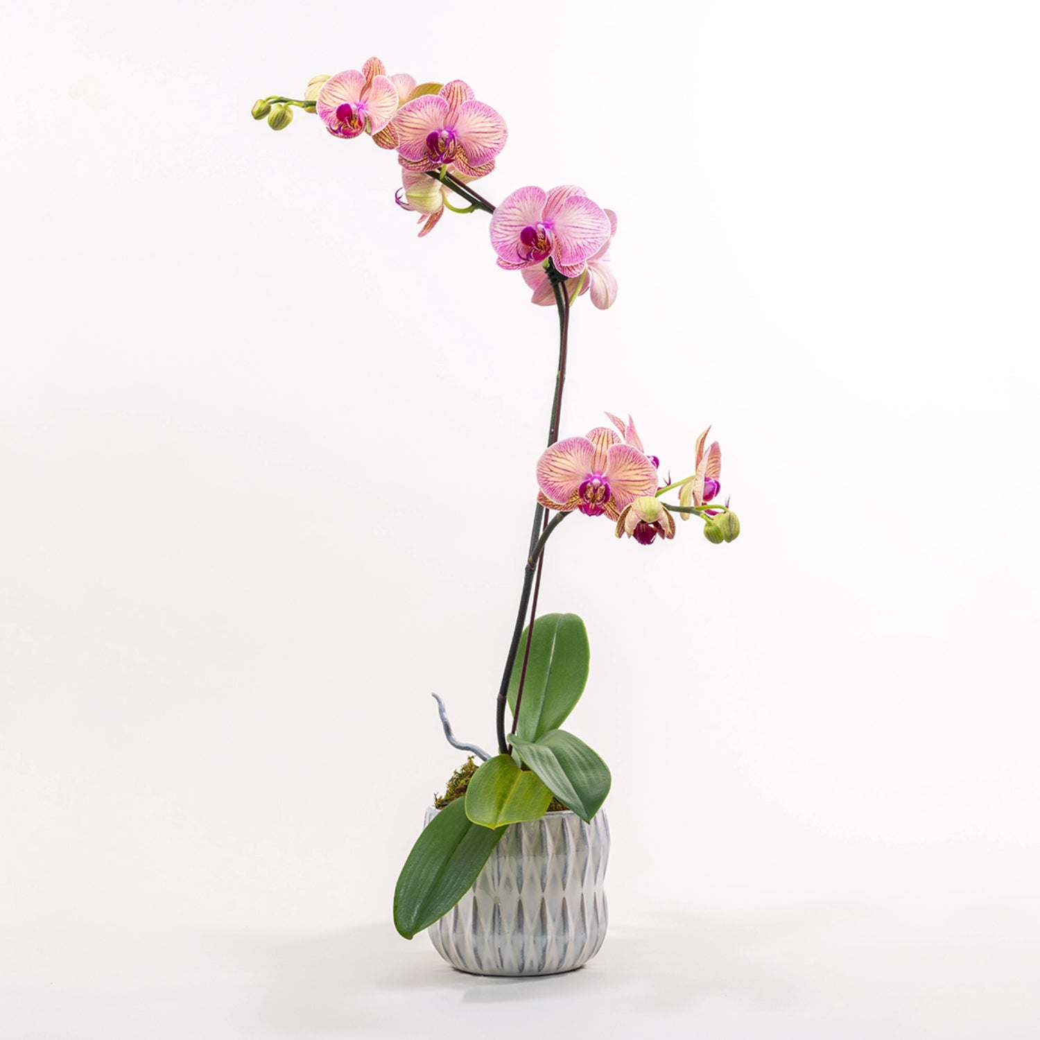 Seasonal Phalaenopsis Orchid in Pot