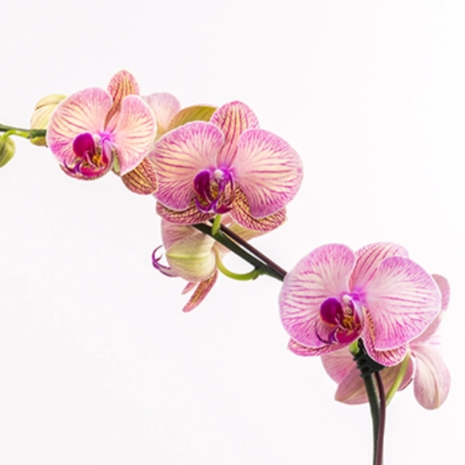 Seasonal Phalaenopsis Orchid in Pot Closeup