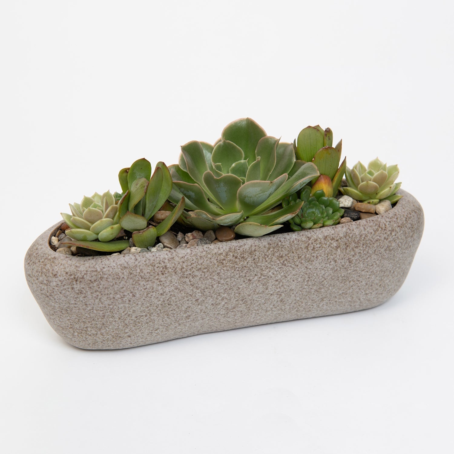 tabletop succulent Vienna Succulent Arrangement – Viola Floral