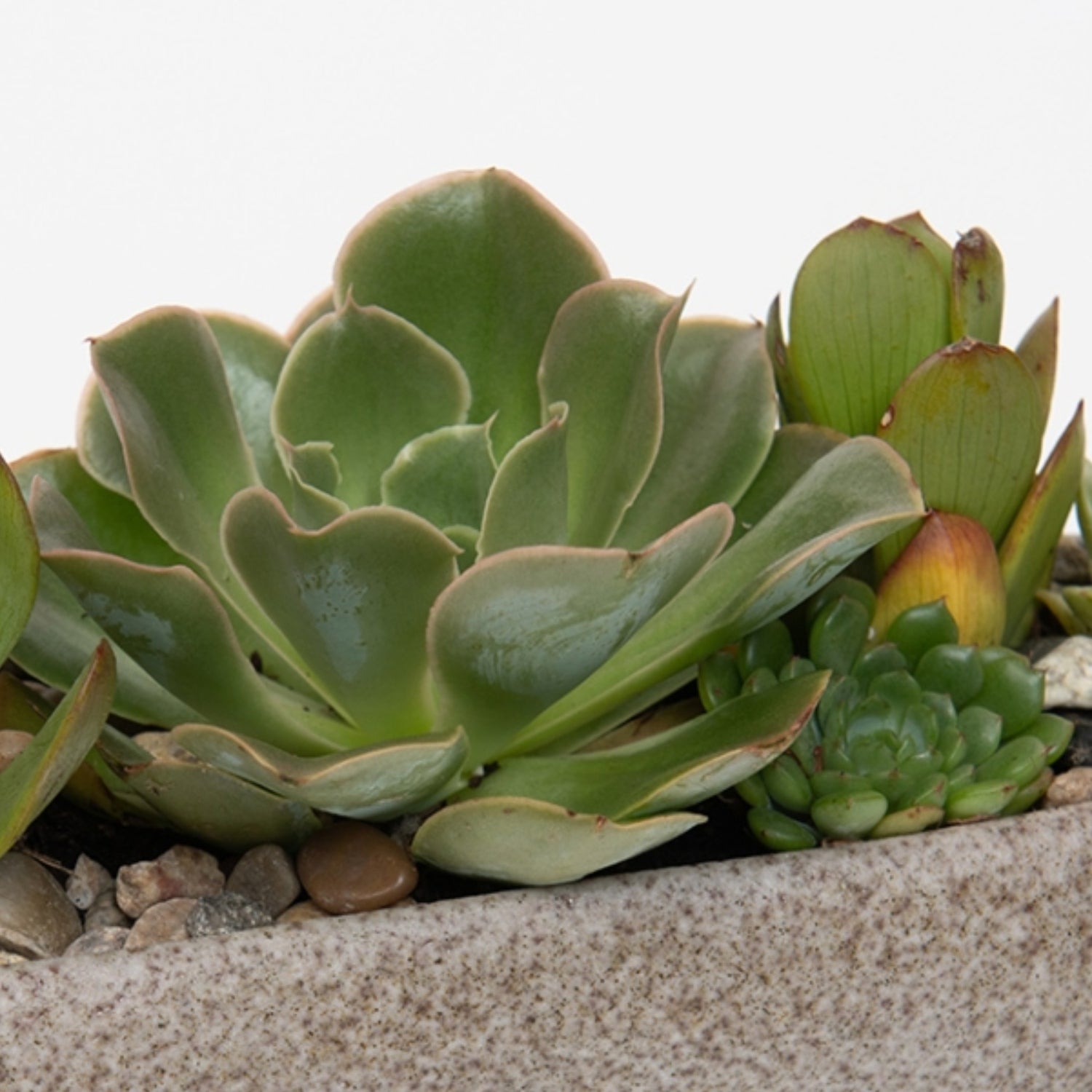 Vienna Succulent Arrangement Closeup