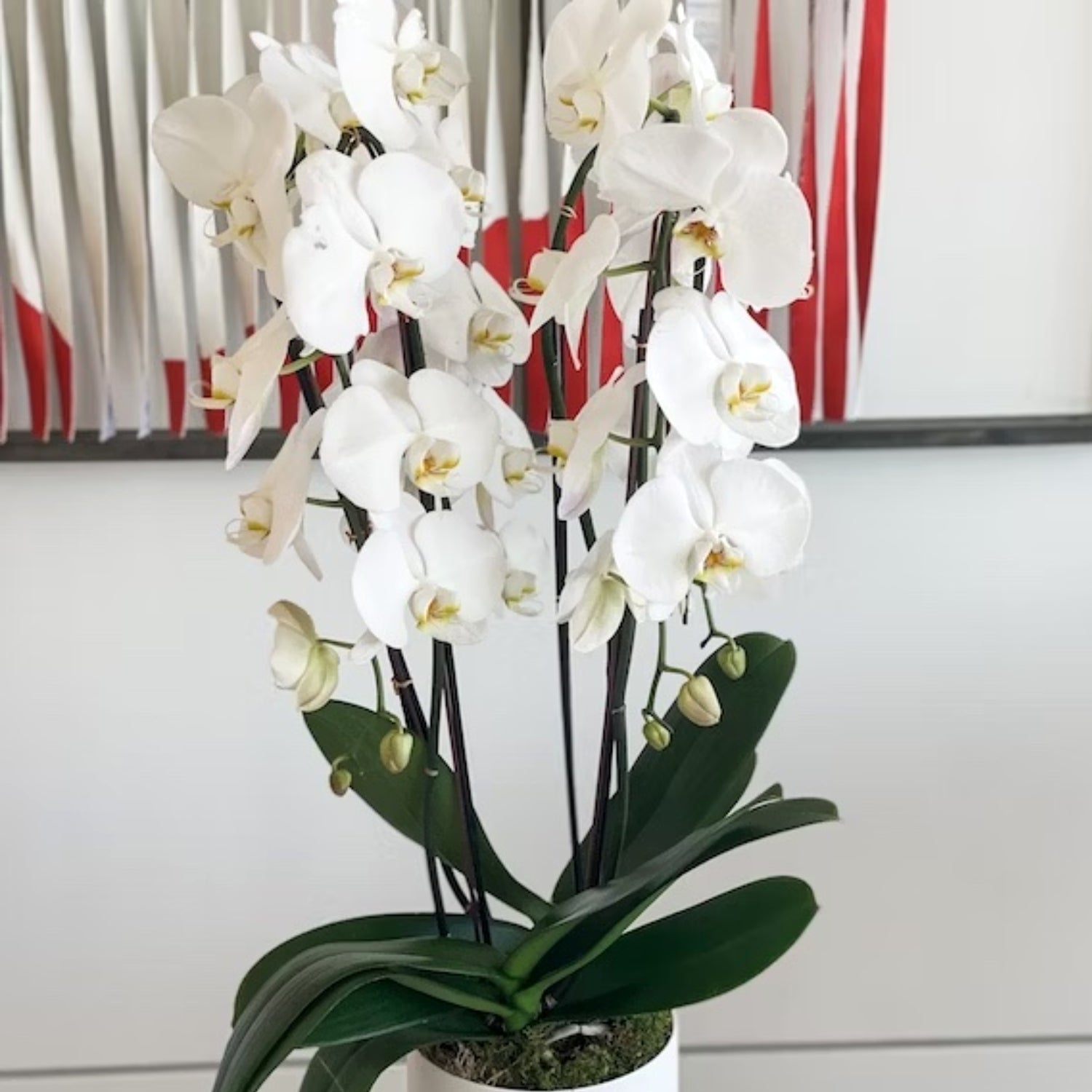 White Phalaenopsis Orchids in Pot