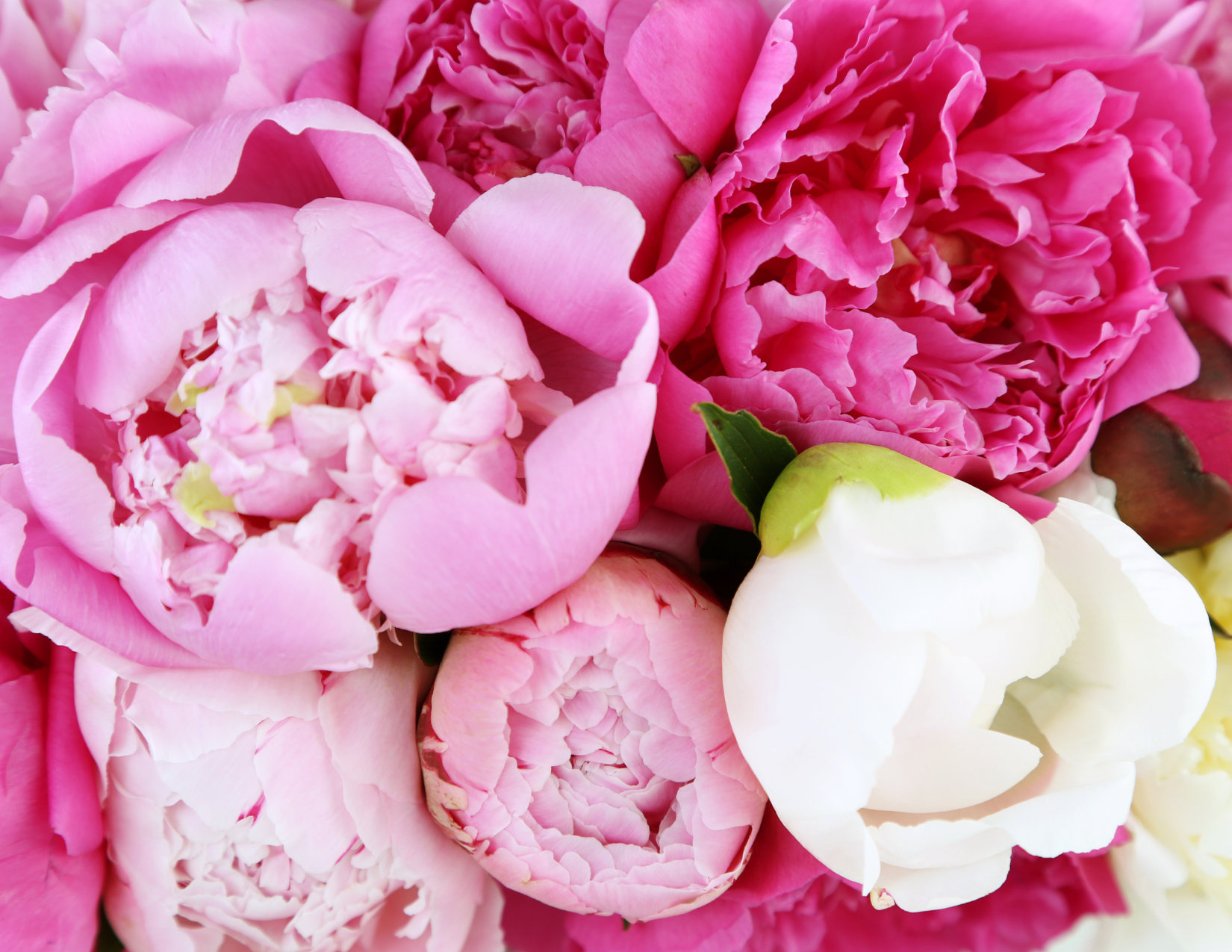 seasonal flowers