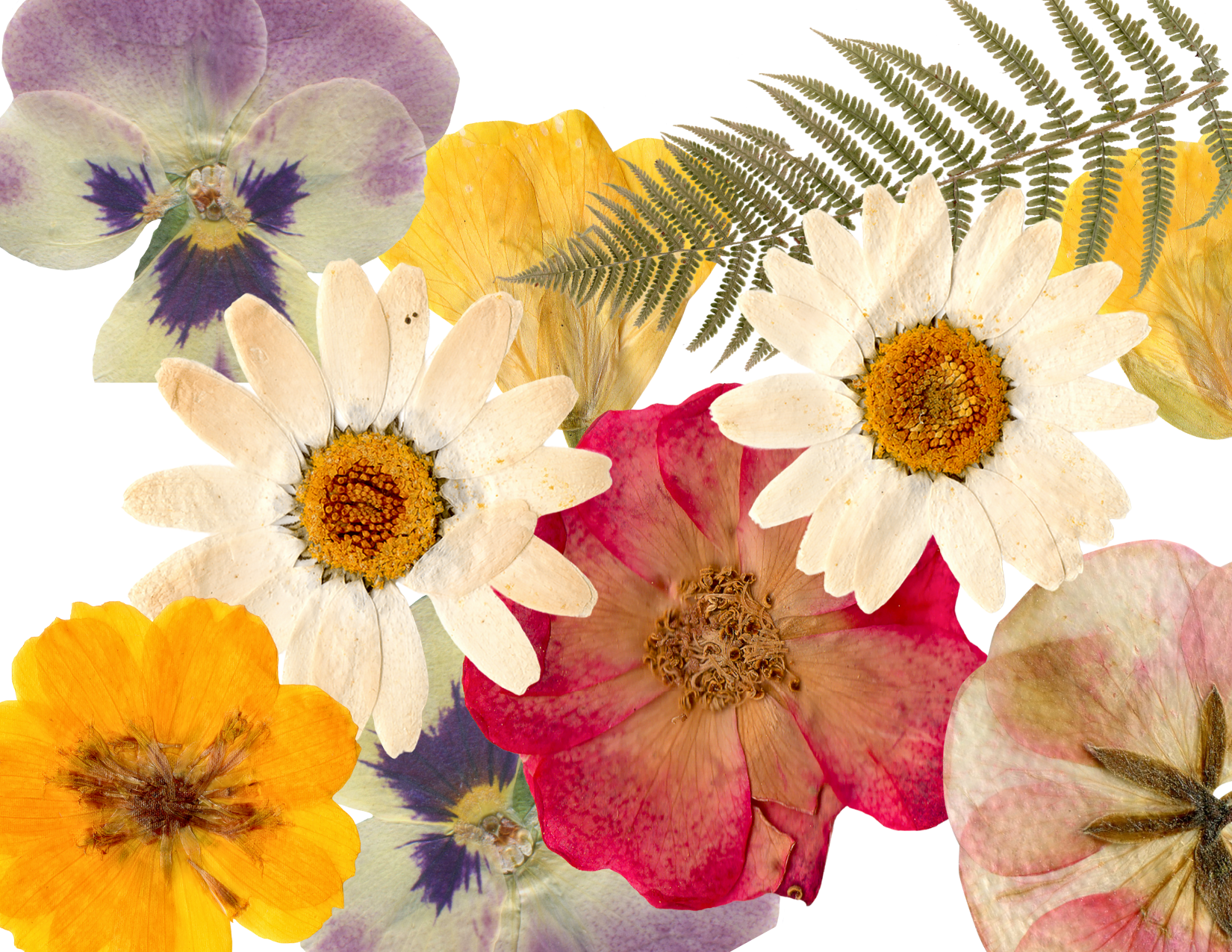 press and preserve flowers