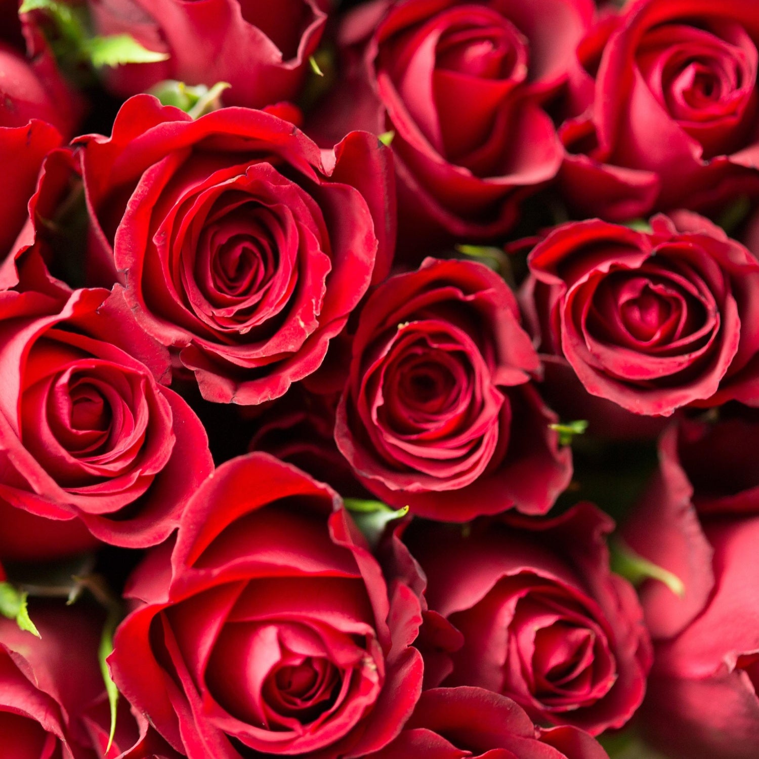Crimson Charm Red Roses Bouquet Closeup