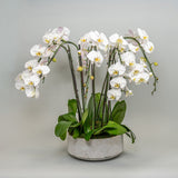 Pure Elegance Flower Arrangement