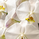 Pure Elegance Flower Arrangement