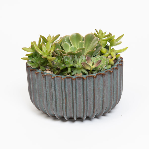 evergreen hardy succulent plants Evergreen Succulent Garden – Viola Floral