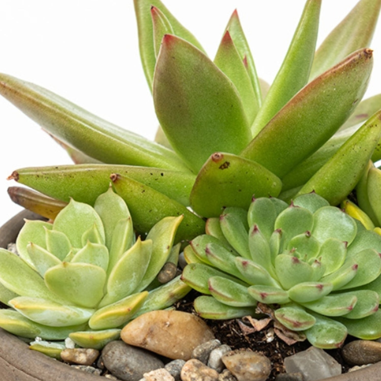 succulent arrangement classes Harmony Succulent Arrangement – Viola Floral