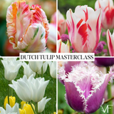 Dutch Tulip Masterclass