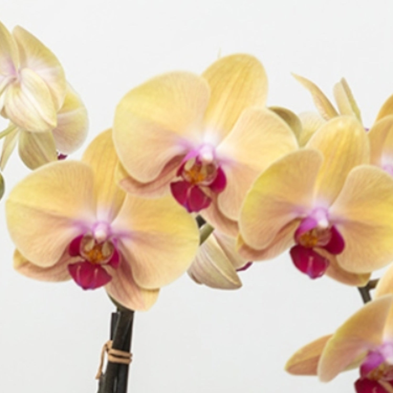 Phalaenopsis Orchid Trio in Pot Closeup
