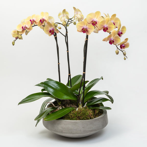 Phalaenopsis Orchid Trio in Pot – Viola Floral