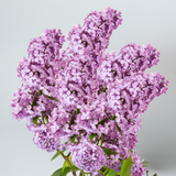 Lilac Bouquet