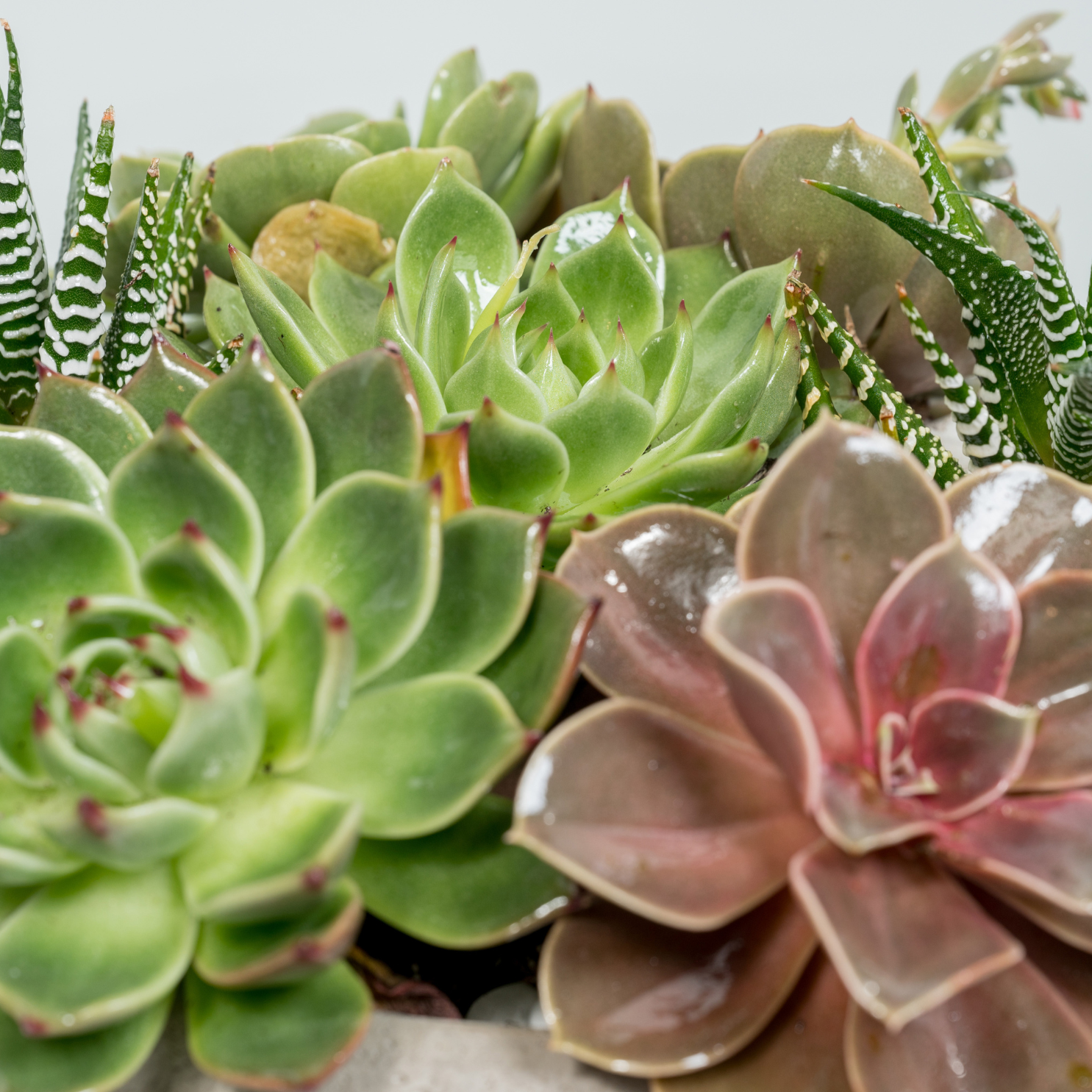 succulent flowers near me Succulent Garden – Viola Floral