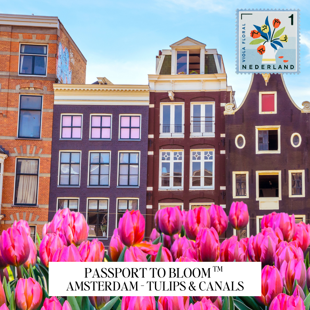 A travel-themed graphic featuring Amsterdam canal houses and a foreground of pink tulips, with a postage stamp style logo reading 'Passport to Bloom' and 'Amsterdam - Tulips & Canals.' This is not a clean product shot, not a person-centered lifestyle image, and not an auxiliary chart/diagram; it reads as a digital promotional artwork, so subject_type is Other.