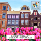 A travel-themed graphic featuring Amsterdam canal houses and a foreground of pink tulips, with a postage stamp style logo reading 'Passport to Bloom' and 'Amsterdam - Tulips & Canals.' This is not a clean product shot, not a person-centered lifestyle image, and not an auxiliary chart/diagram; it reads as a digital promotional artwork, so subject_type is Other.
