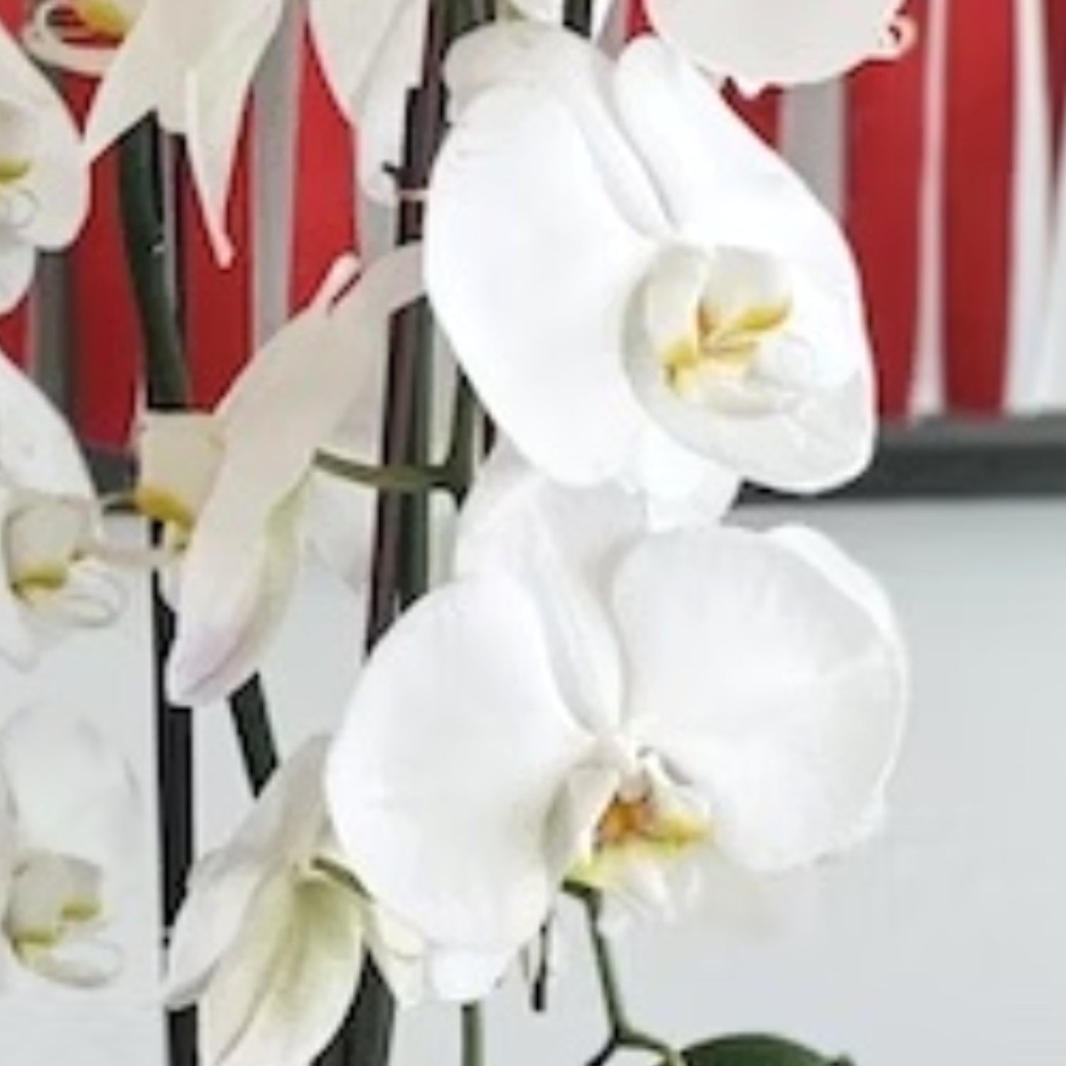 White Phalaenopsis Orchids in Pot Closeup