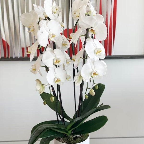 White Phalaenopsis Orchids in Pot – Viola Floral